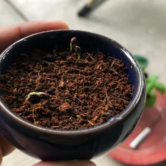 Fotobehang Bonsai bonsai  © Ravi