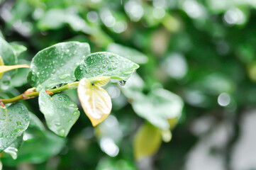 ficus pumila or climbing fig or MORACEAE and dew drop
