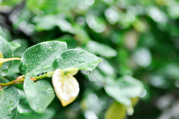 ficus pumila or climbing fig or MORACEAE and dew drop