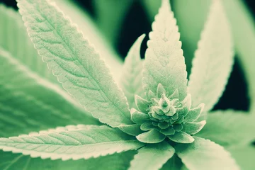 Marihuanablätter, Cannabis auf dunklem Hintergrund. Anbau von Bio-Cannabis-Hintergrundkraut auf dem Bauernhof. © Viks_jin
