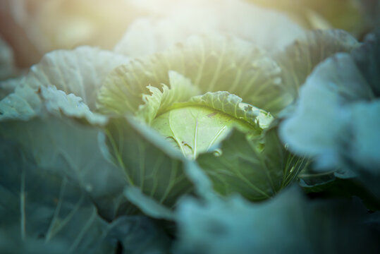 close-up photo of cabbage in the vegetable garden at sunset.