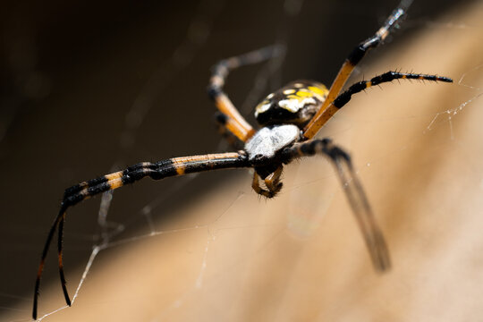 yellow garden spider california