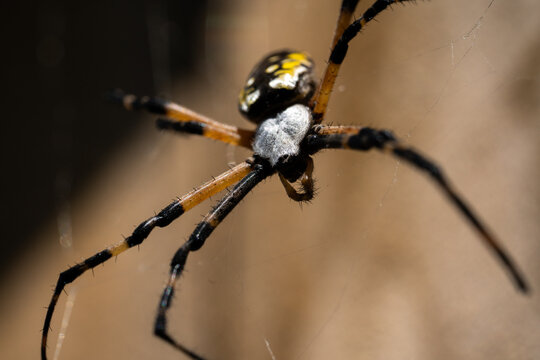 Black And Yellow Garden Spider On Web.