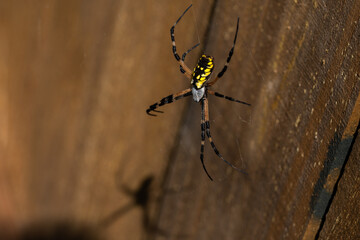 Black and yellow garden spider on web.