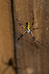 Black and yellow garden spider on web.