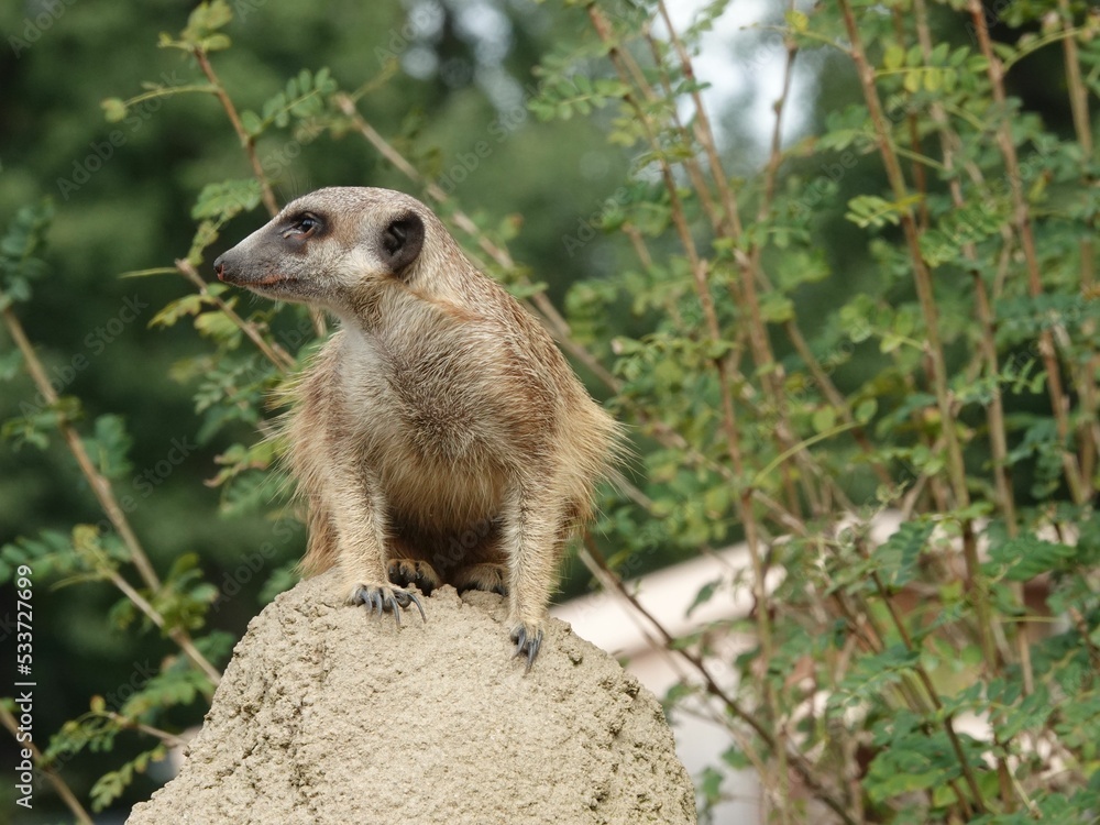 Poster closeup shot of a cute fluffy brown meerkat in the wild on a rock