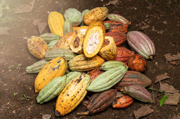 Fresh cut of cacao pod