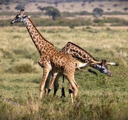 Pair of Masai giraffes fighting on a grass field captured in wilderness