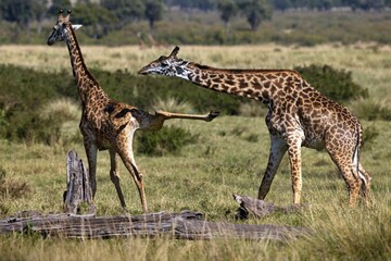 Pair of Masai giraffes fighting on a grass field captured in wilderness