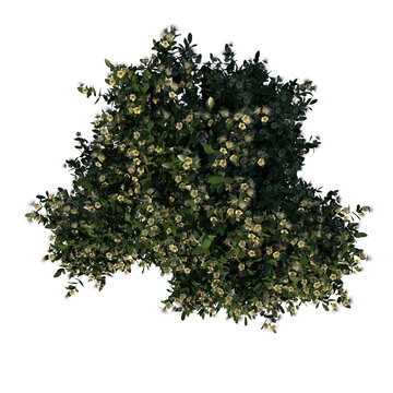 Top view tree (Adolescent Sea Apple 3) plant png 