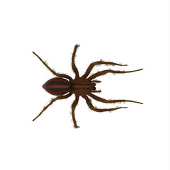 Fishing spider