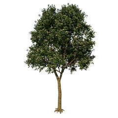 Front view tree (Sea Apple 2) plant png 