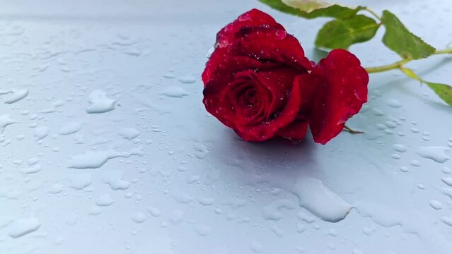 Rose in the rain on a light background. Red rose under raindrops. Rose in splashes of water. Greeting card. Floral template. Beautiful background. Drops of water on the petals of a flower.