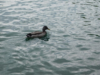 A duck in the lake