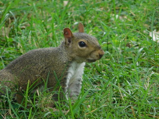 Naklejka na ściany i meble An alert squirrel in the grass