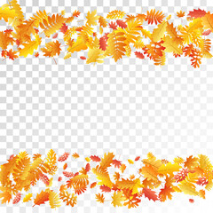 Oak, maple, wild ash rowan leaves vector, autumn foliage on transparent background.
