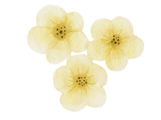 Yellow Flowers Watercolor