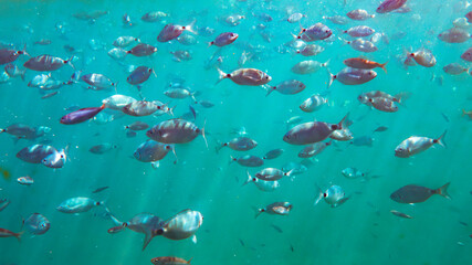 fish swimming at the bottom of the sea with sun rays, reflected light