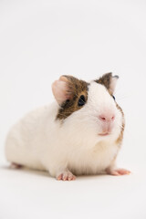 A small guinea pig aged 2 months sits on a white background