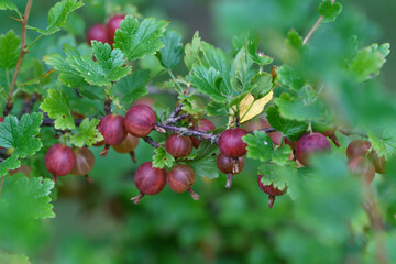 Red gooseberry berries on a bush in the garden of a country house.