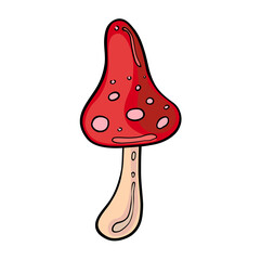 Mushroom fly agaric isolated on a white background