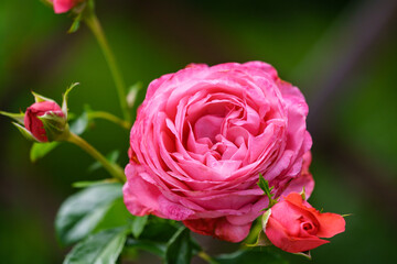 Blossoming pink rose in summer garden on natural green light blurred background.