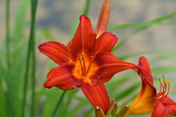 Blossoming orange lily in summer garden, natural light blurred background.