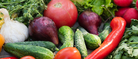 Panorama Layout made with of various vegetables on a table in a garden, outdoor