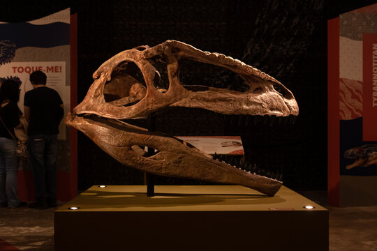 Tyrannotitan skeleton on Expo Dinosaurs - Patagotitan, the largest dinosaur in the world, 22 Sep, 2022, Sao Paulo, Brazil