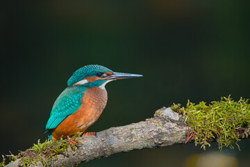 kingfisher on a branch