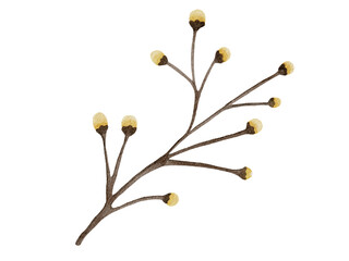 branch of flower watercolor