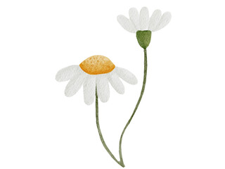 white daisy flower