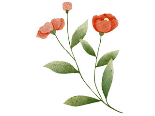 red rose isolated on white