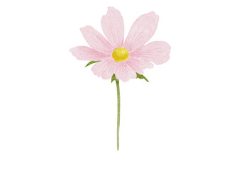 pink cosmos flower
