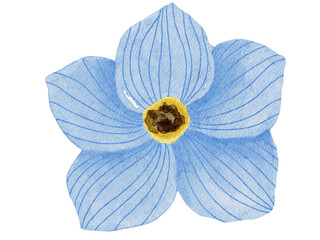 blue and yellow flower