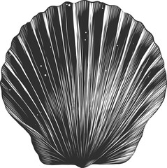 PNG engraved style illustration for posters, decoration and print. Hand drawn sketch of sea shell in monochrome isolated on white background. Detailed vintage woodcut style drawing.	
