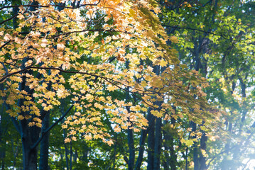 朝日に照らされる葉