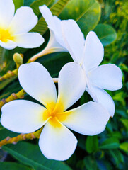 Beautiful Gardenia taitensis white flower Tahitian gardenia or tiaré white flower plant of family...