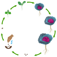 Life cycle of a red cabbage plant on a white background.