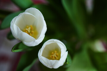 White tulips on green background in a vase