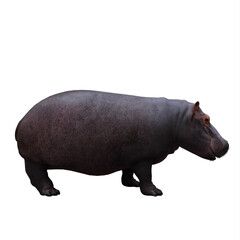 hippopotamus