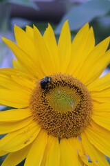 sunflower and bee