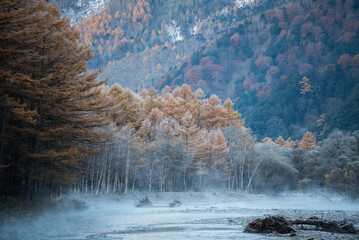 霜が降りるカラマツ