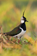 Bird Lapwing Vanellus vanellus on green background spring time close up