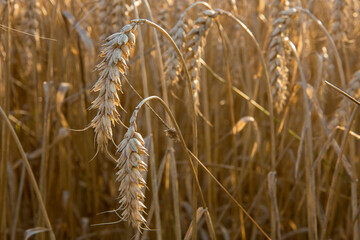 ears of wheat in the rays of the setting sun