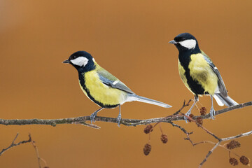 Fototapeta premium Colorful great tit ( Parus major ) perched on a tree trunk, photographed in horizontal, amazing background