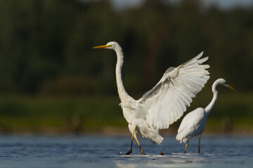 Bird Egretta alba Great Egret white bird on dark black background
