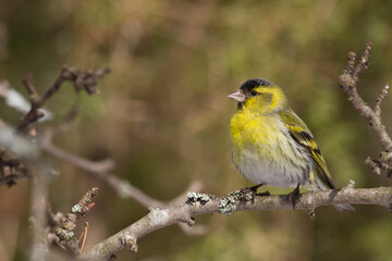 Fototapeta premium Bird Siskin Carduelis spinus male, small yellow bird, winter time in Poland Europe