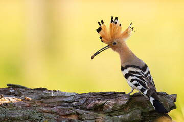 Bird Hoopoe Upupa epops, summer time in Poland Europe