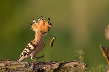 Bird Hoopoe Upupa epops, summer time in Poland Europe